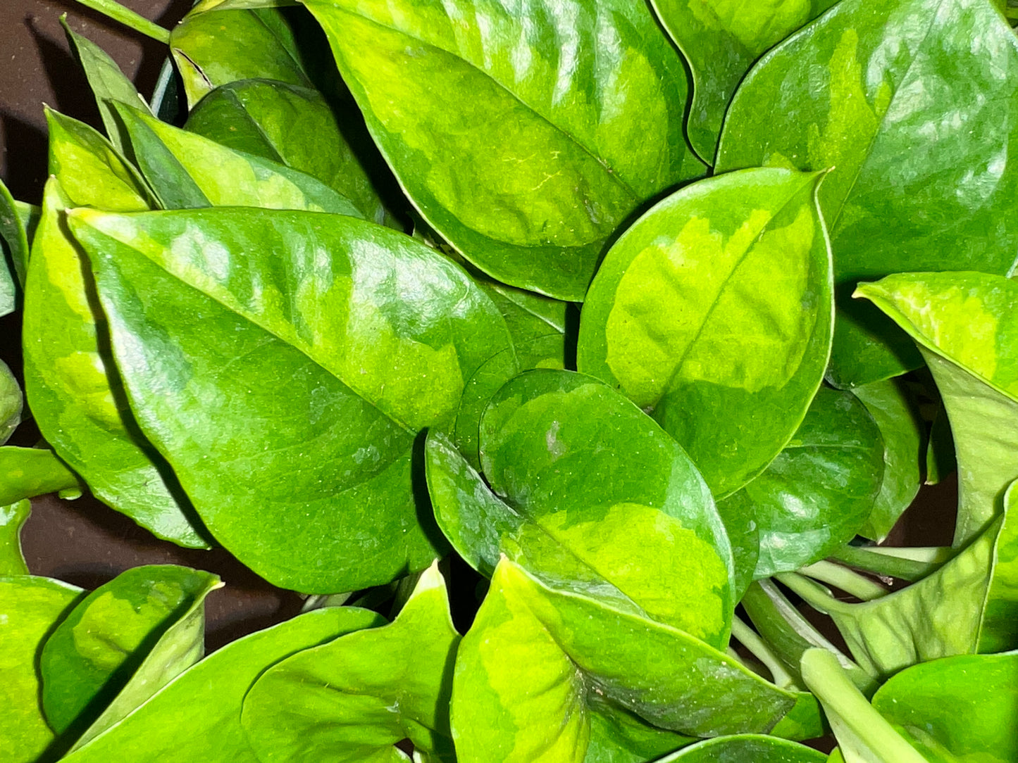 Pothos | Global Green