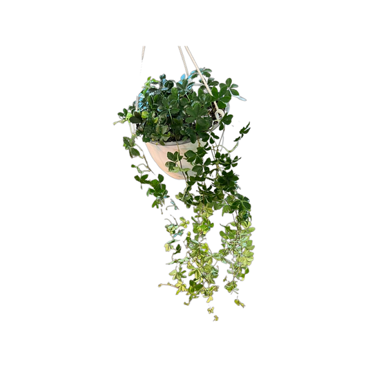 Parthenocissus | Sugarvine