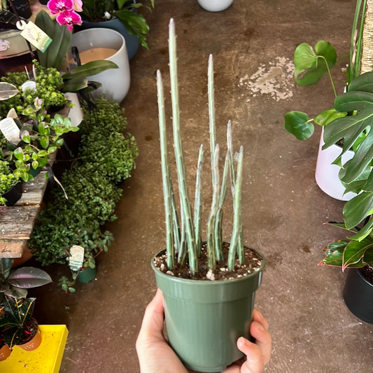 Senecio | Stapeliiformis