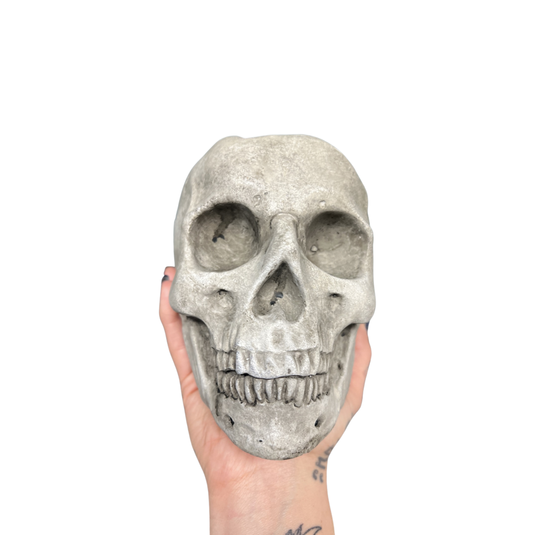 Anatomical Skull Planter Concrete