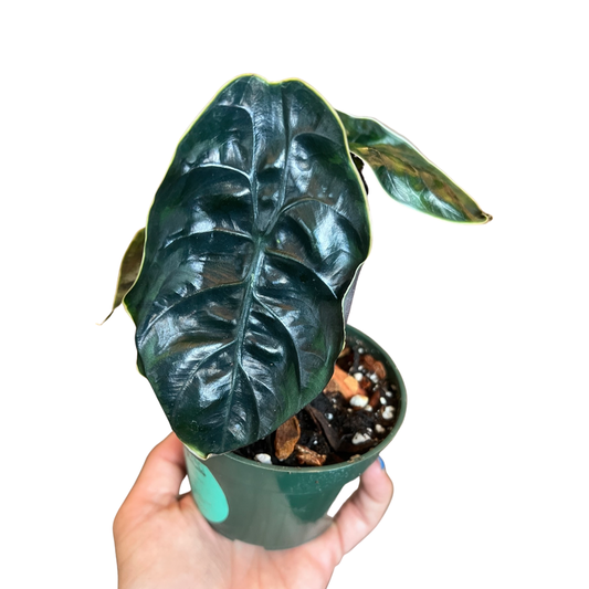 Alocasia | Infernalis