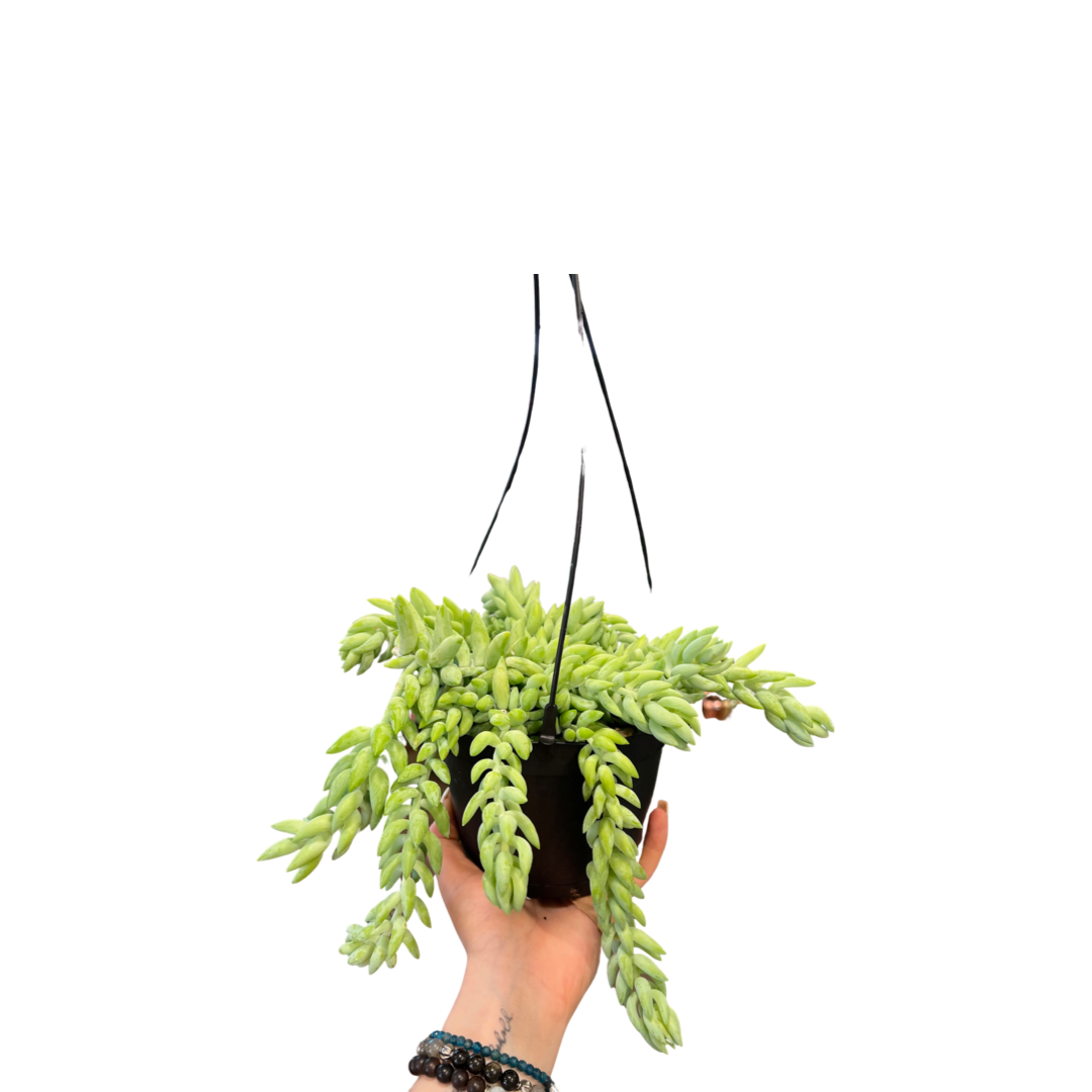 Sedum | Burrows Tail