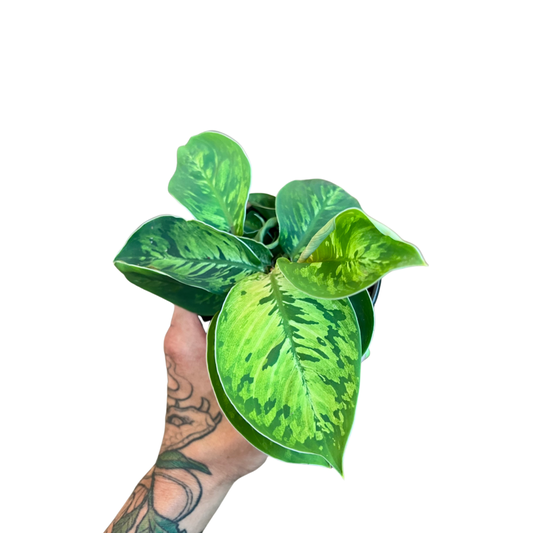 Homalonema Camouflage