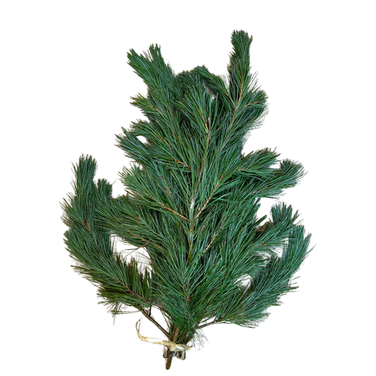 White Pine | Fresh Winter Greens
