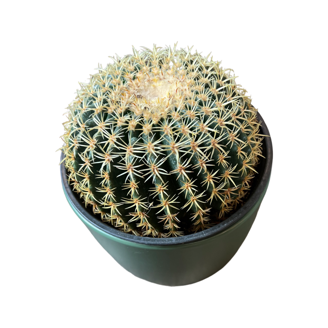 Cactus | Golden barrel