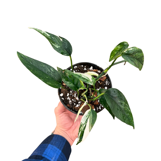 Pothos | Epiprenmum  Pinnatum Variegated