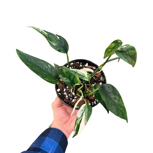 Epipremnum |  Pinnatum Variegated