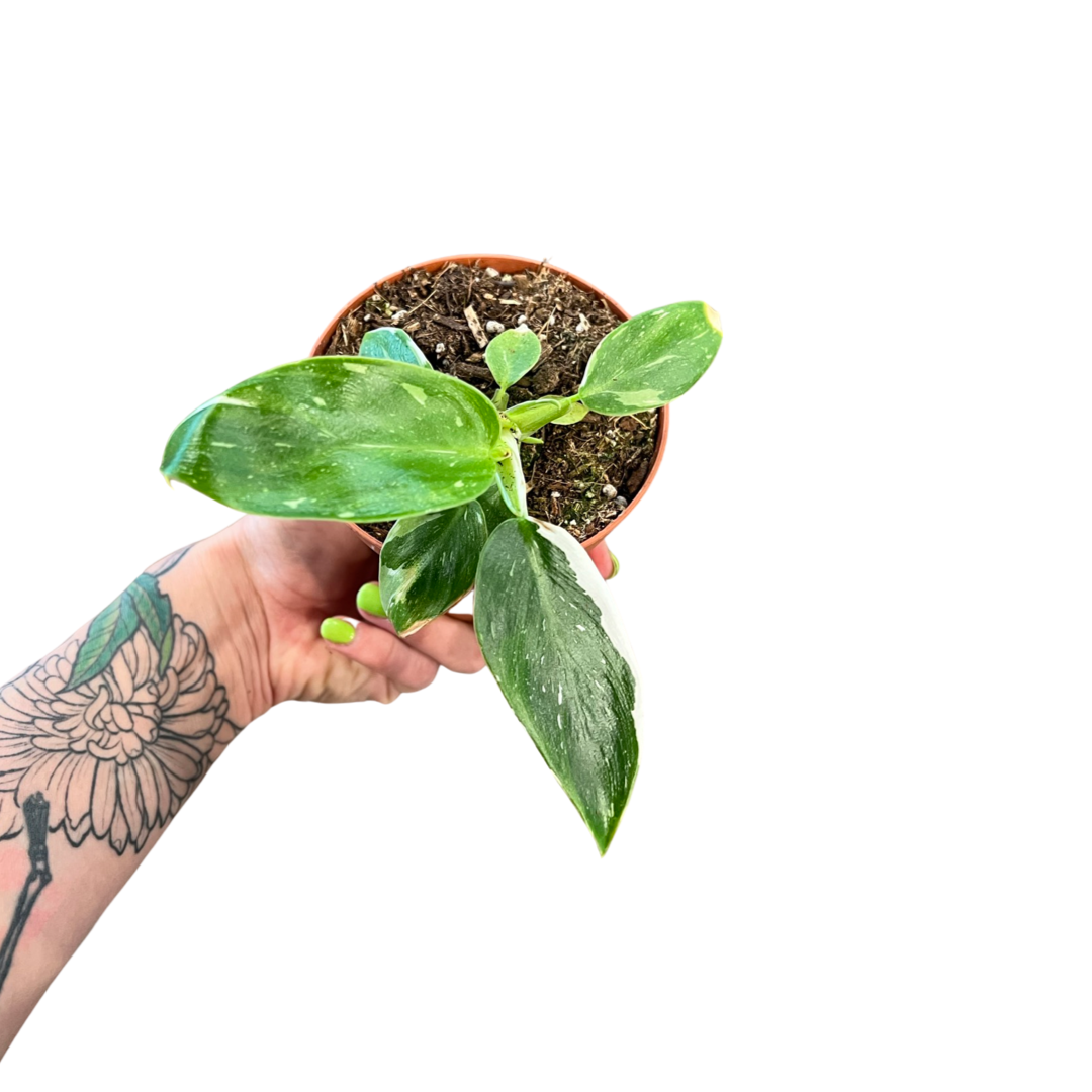 Philodendron | White Princess 4"