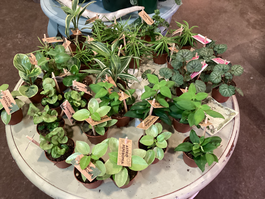 Tropicals Assorted