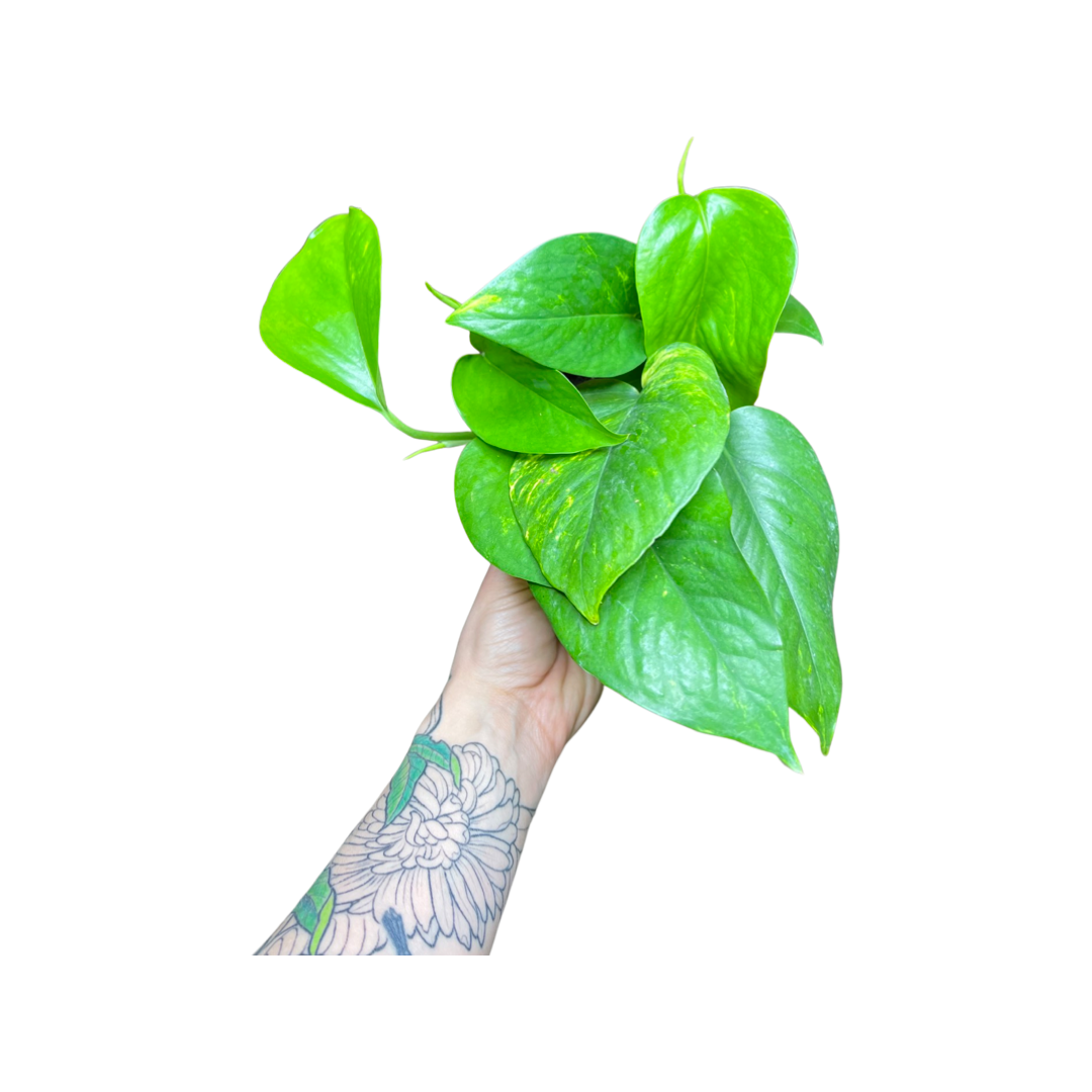 Pothos | Golden