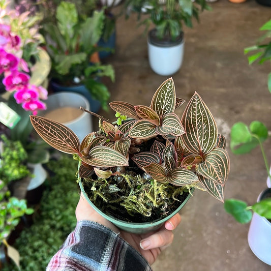 Orchids | Jewel