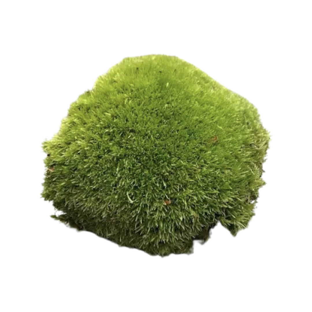 Bun Moss 200g | Live Moss