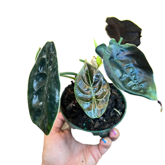 Alocasia | Azlanii