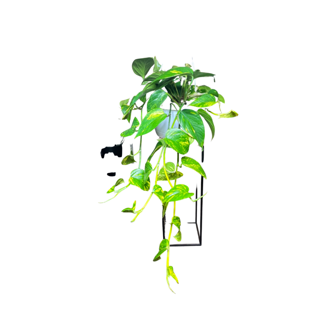 Pothos | Golden
