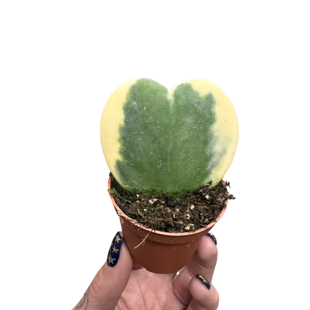 Hoya | Heart Kerii Variegated Single