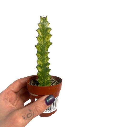 Euphorbia|  Variegated Trigona  African Milk Tree