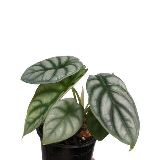 Alocasia | Silver Dragon Scale