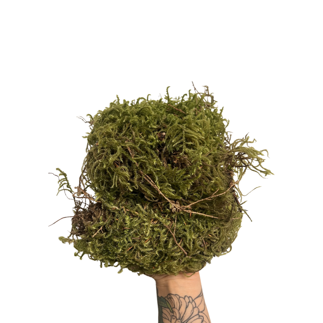 Forest Moss  | Live Moss