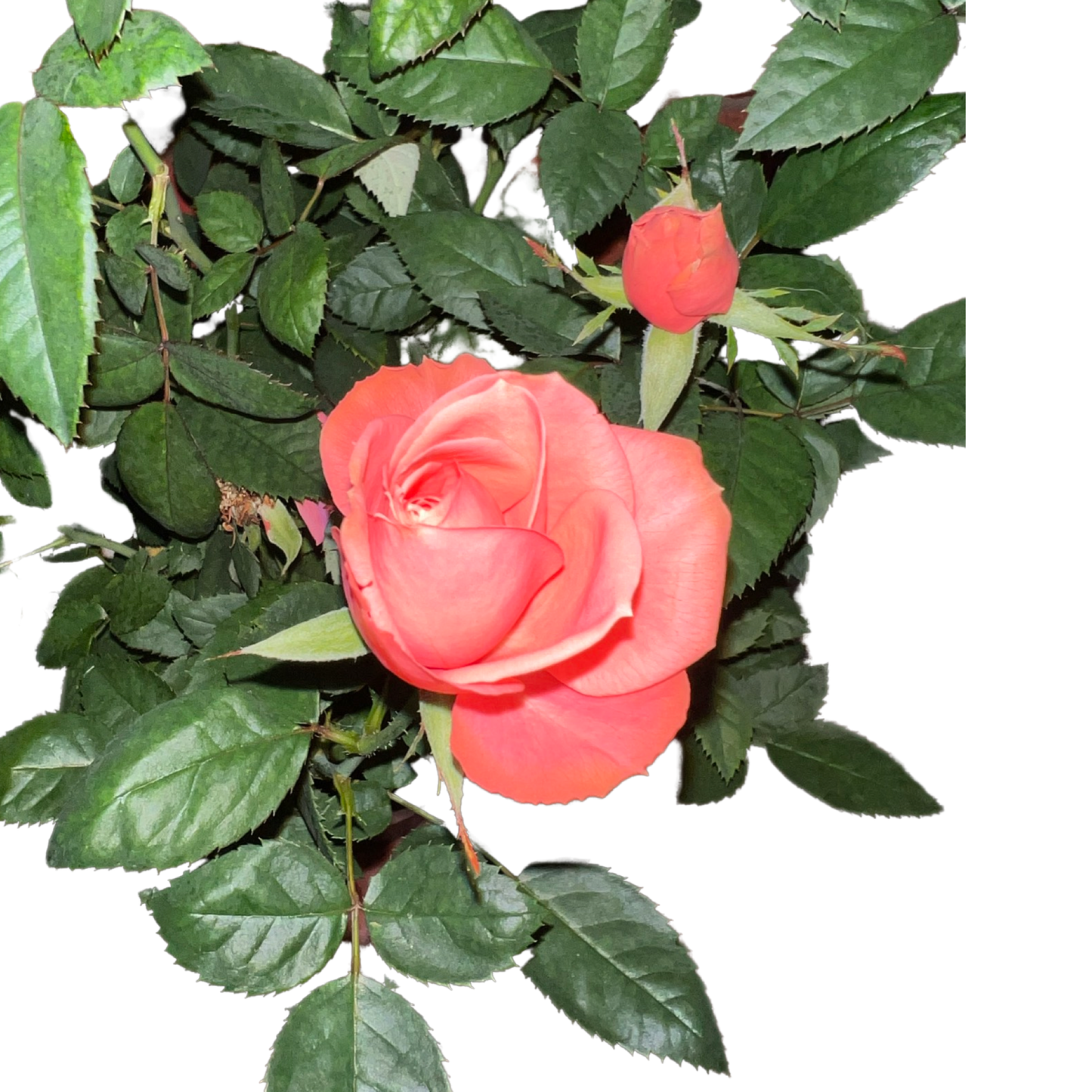 Roses | Potted