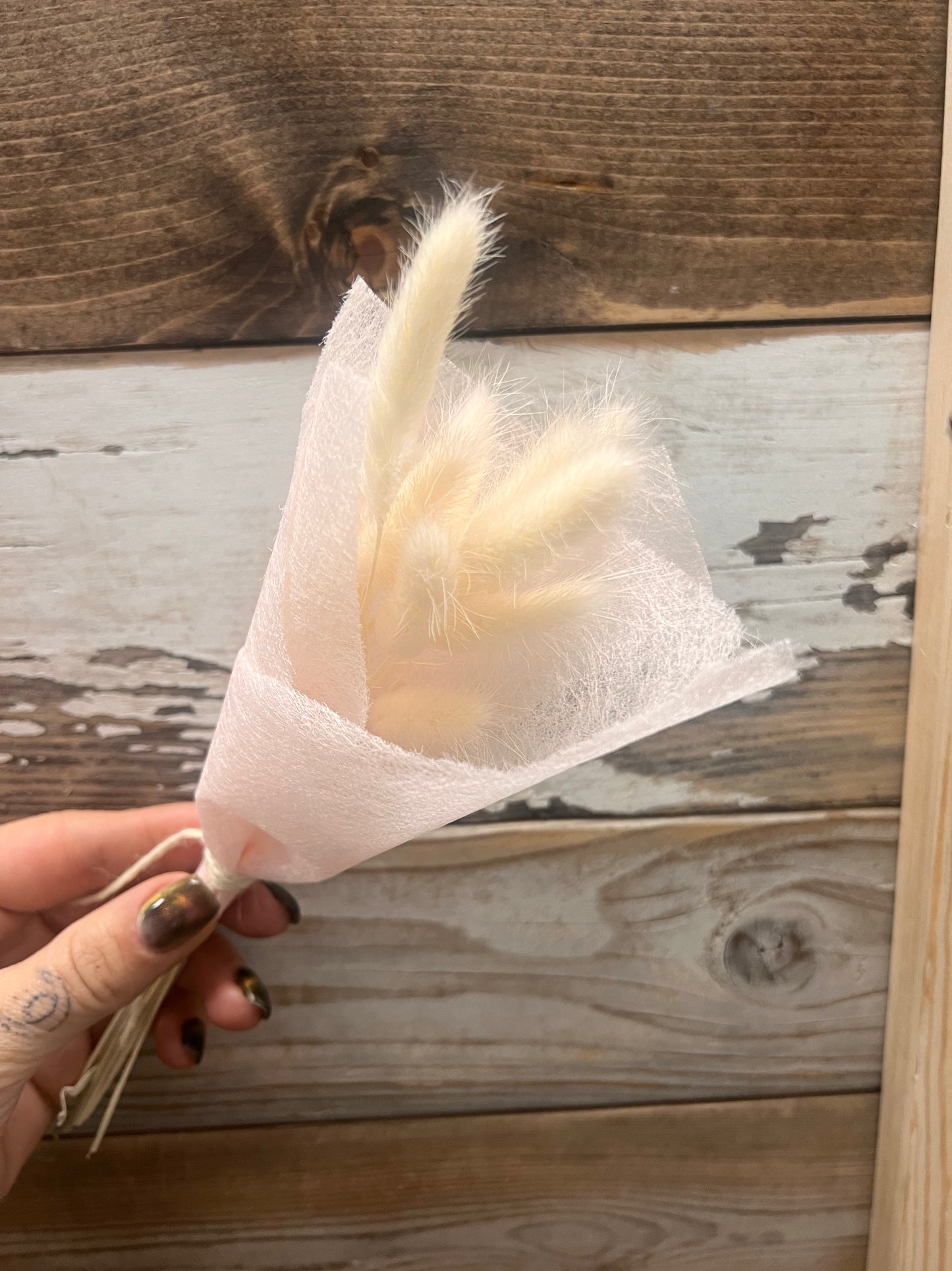 Dried & Preserved Floral | Bunny Tails