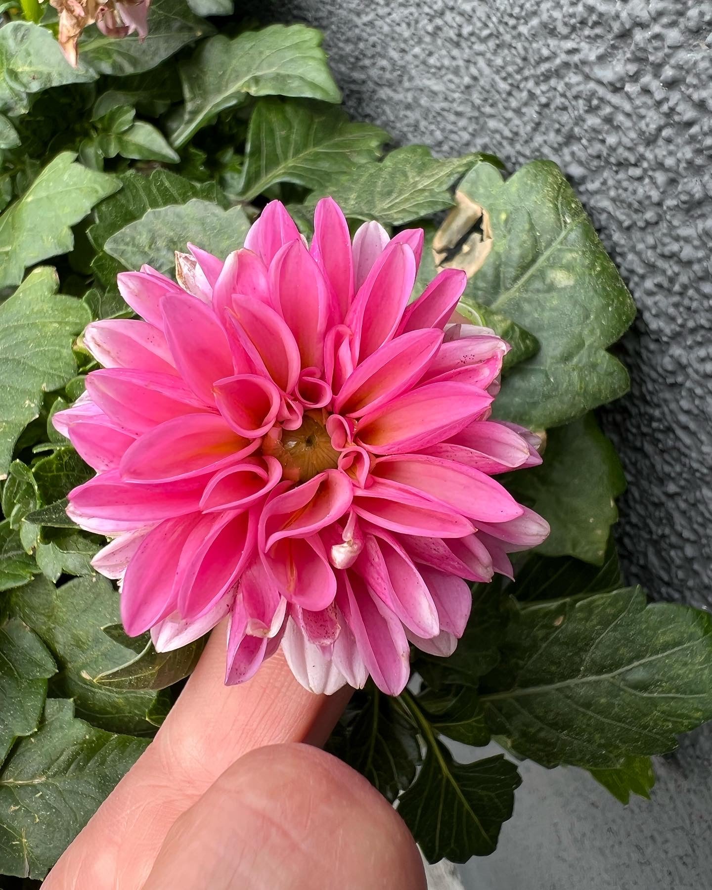 Dahlia | Garden Seedling