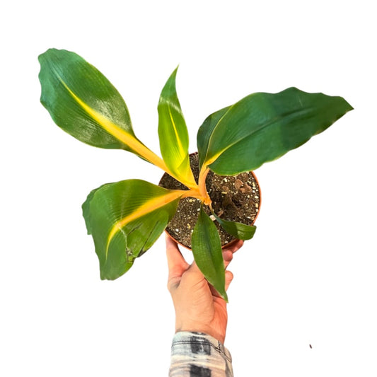 Chlorophytum |Fire Flash