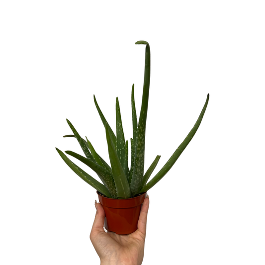 Aloe Vera | Medicinal Barbadensis Miller