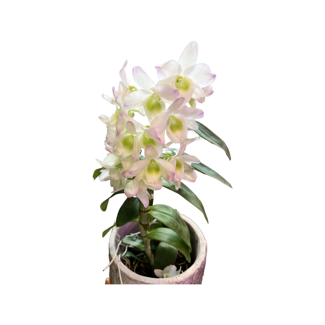 Orchids | Dendrobium