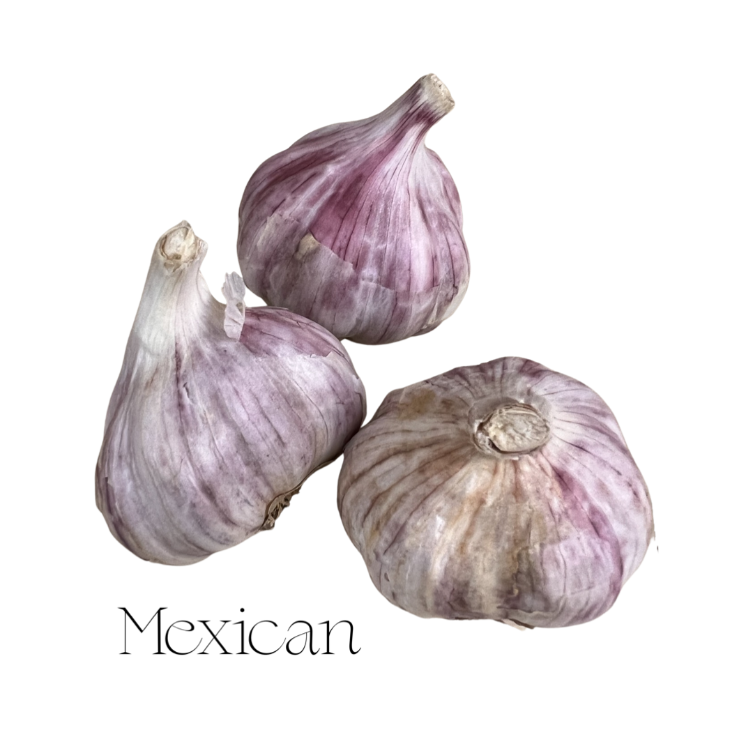 Garlic | Mexican Purple Hardneck