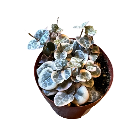 Ceropegia |  PINK VARIEGATED String of Hearts