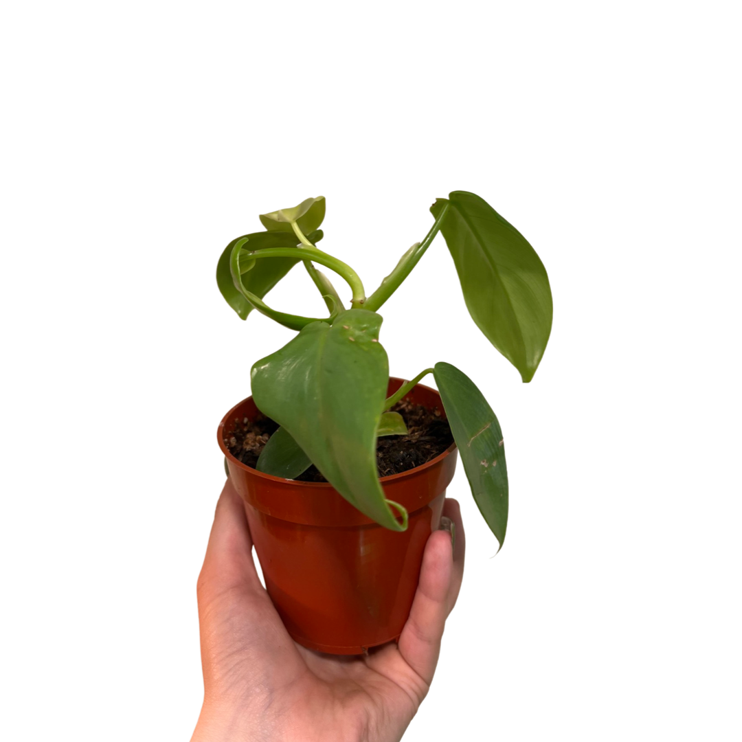 Philodendron | Gold Violin