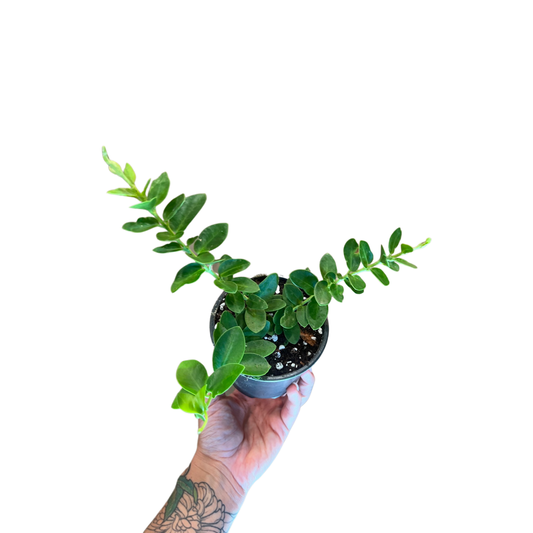 Hoya | Cumingiana