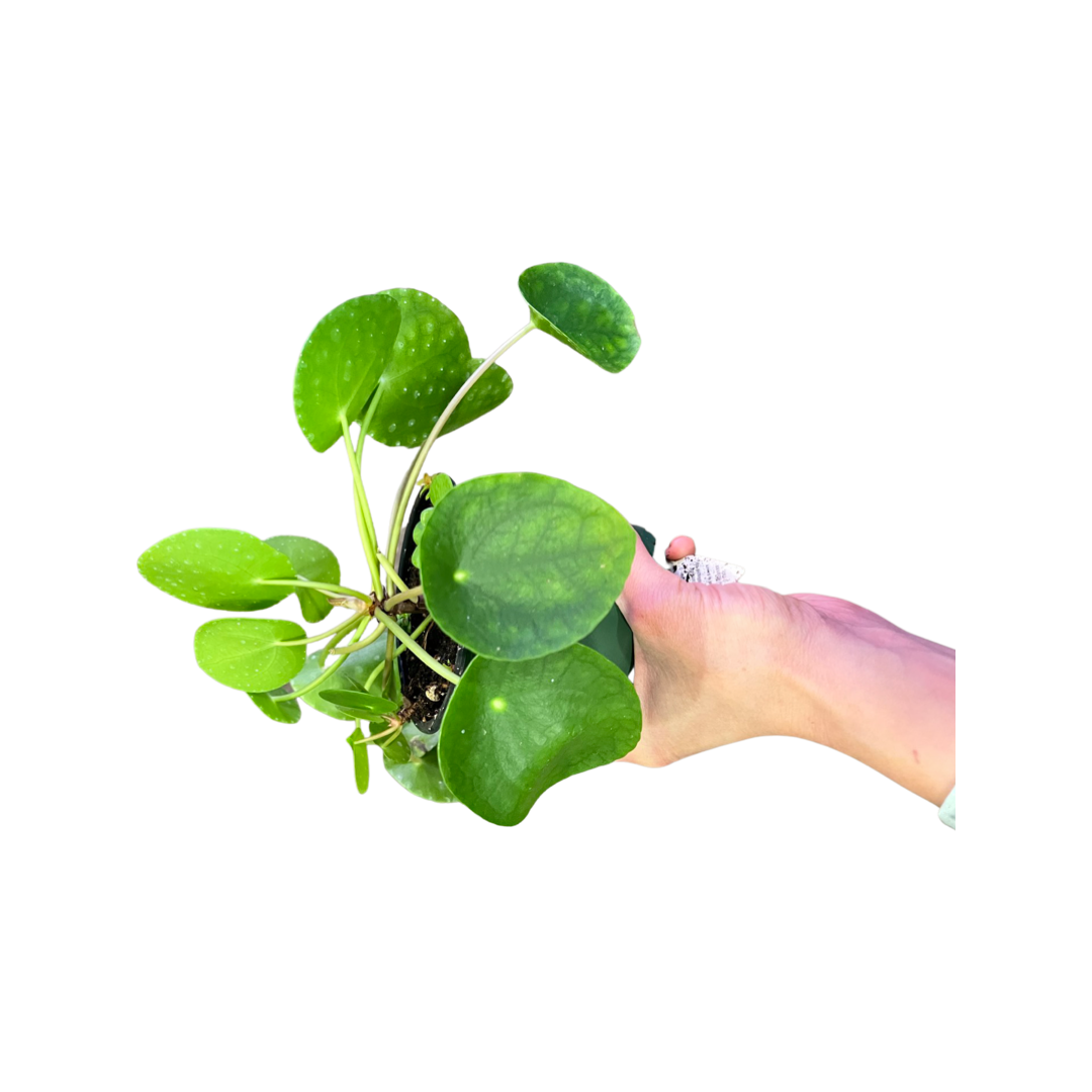 Pilea | Peperomiodies Money Plant