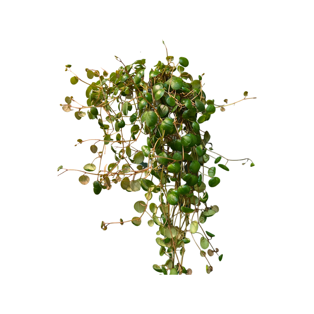 Peperomia | Pepperspot