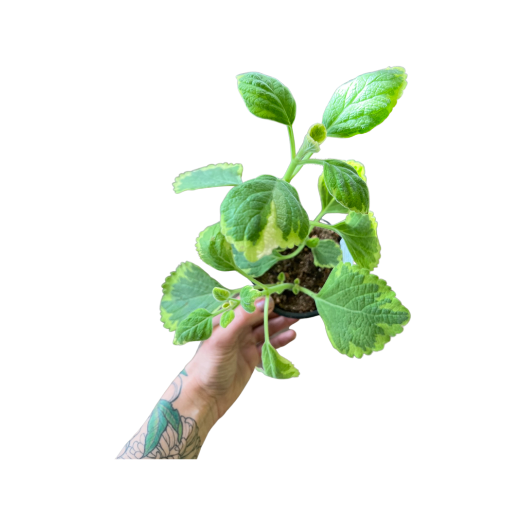 Ivy | Swedish Velvet Elvis