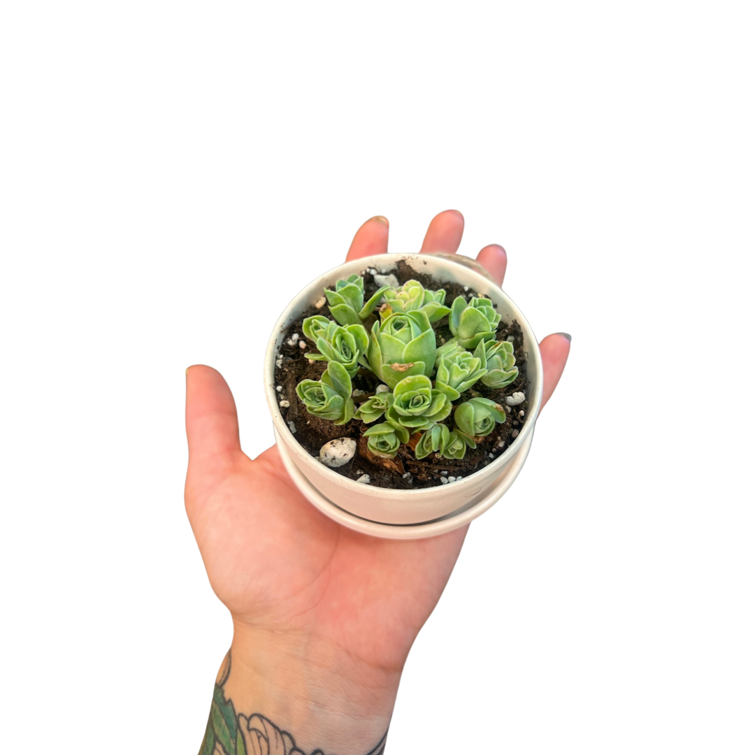 Succulent | Jade Ball