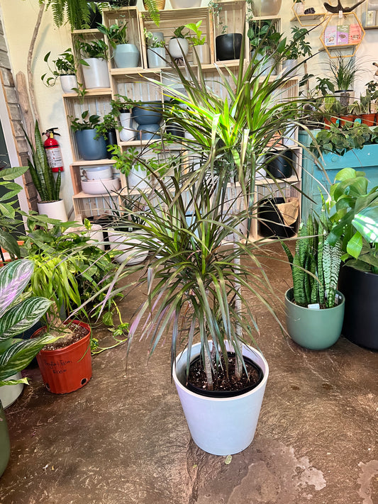 Dracaena | Marginata