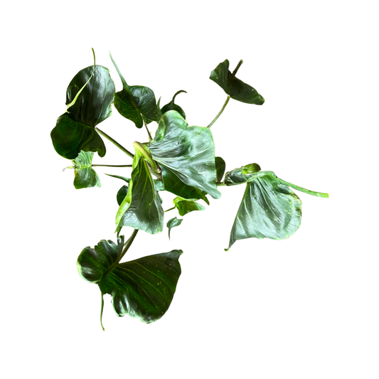 Alocasia | Stingray