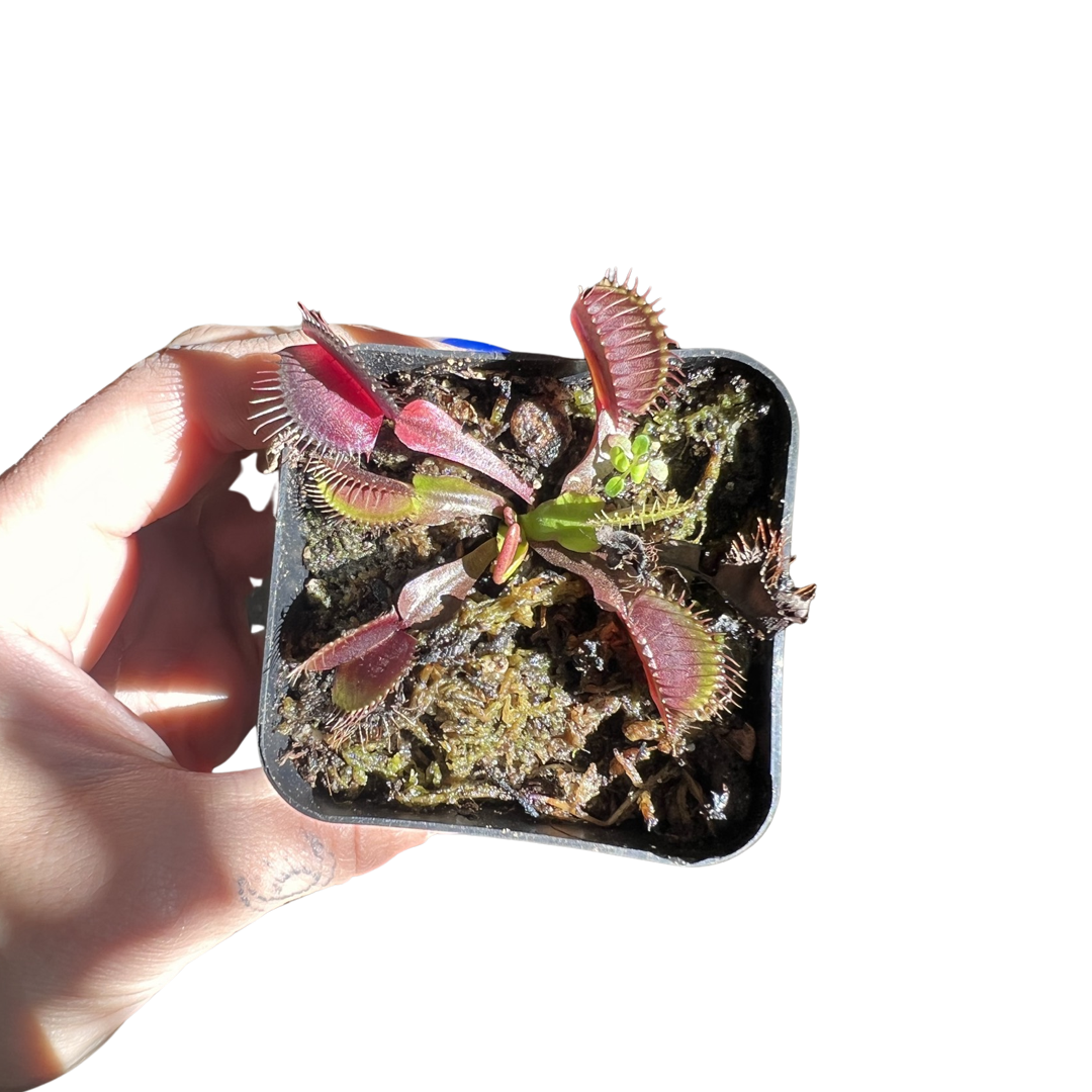 Venus Fly Trap | RED Dragon