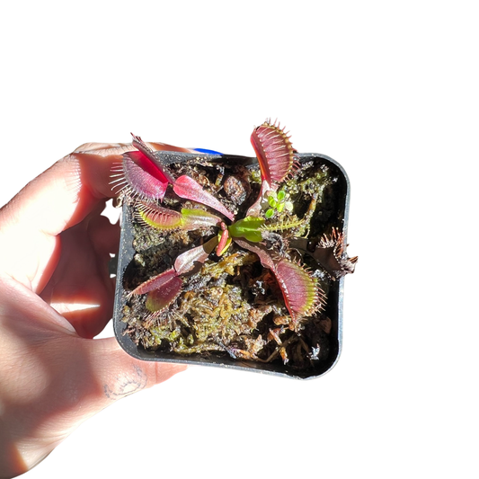 Venus Fly Trap | RED Dragon