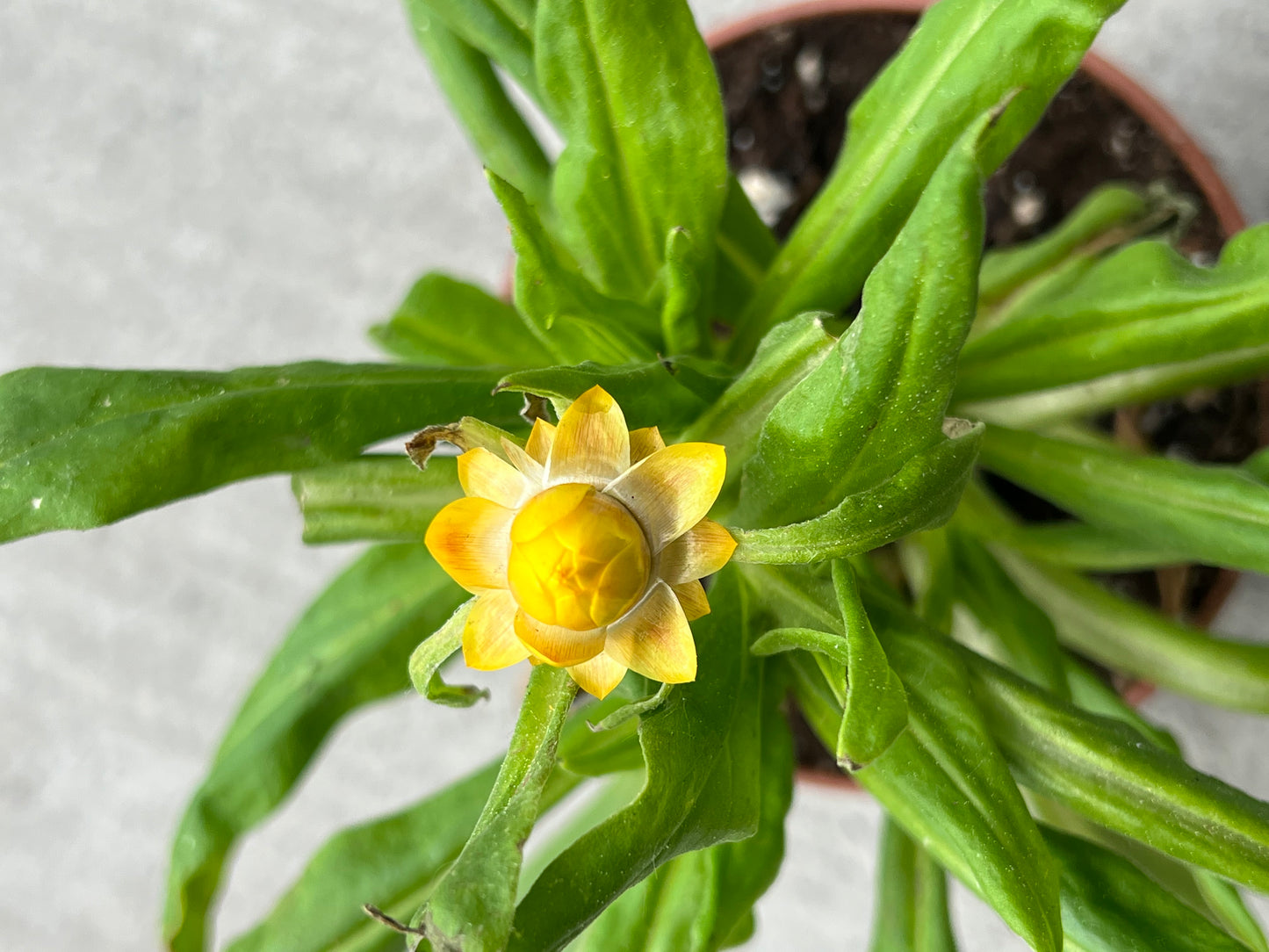 Strawflower Garden Seedling