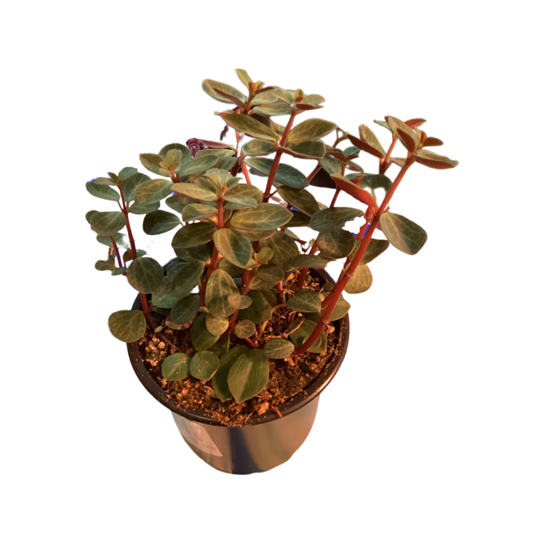 Peperomia | Rubella