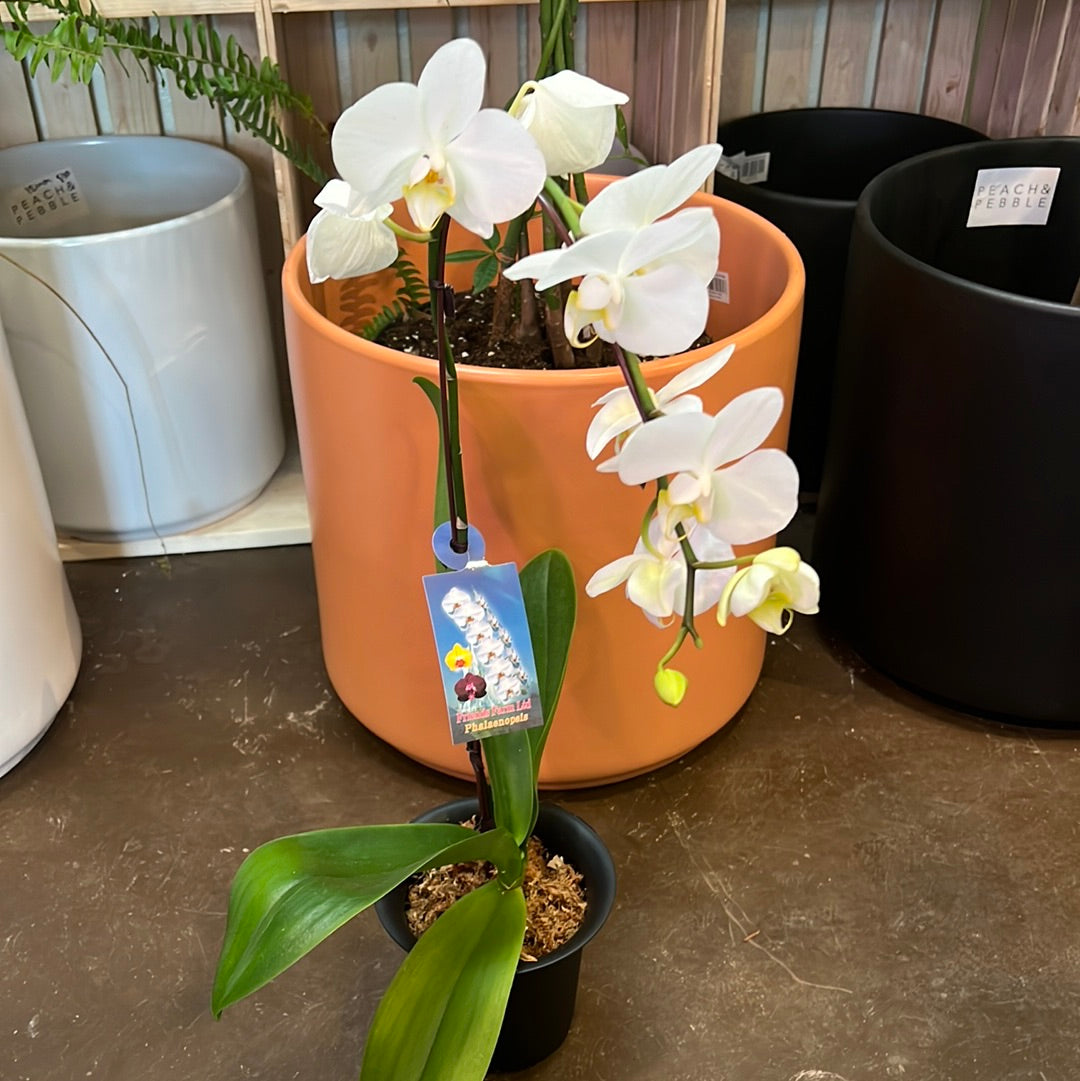 Orchids | 5.5” White Single Stem Waterfall Phalaenopsis