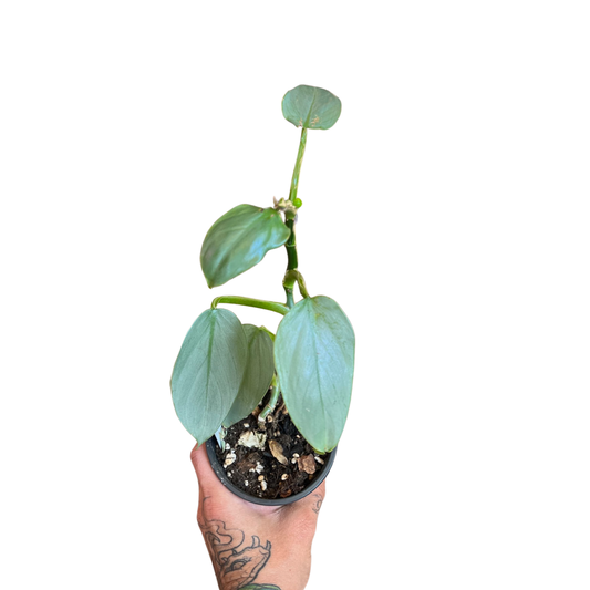 Philodendron | Silver Sword