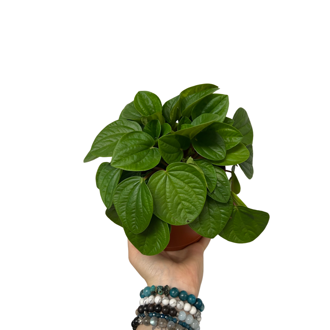 Peperomia | Rana Verde