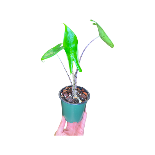 Alocasia | Zebrina