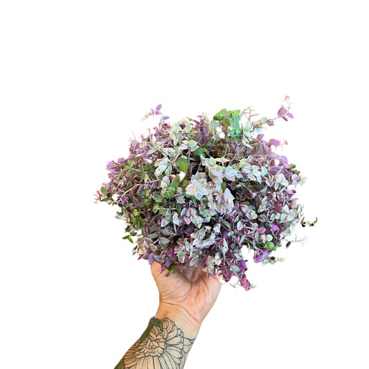 Tradescantia|  Callisia Repens
