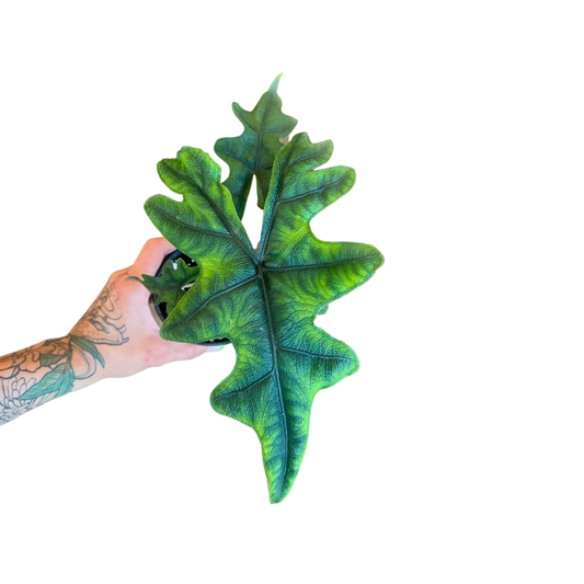 Alocasia | Jacklyn 3"