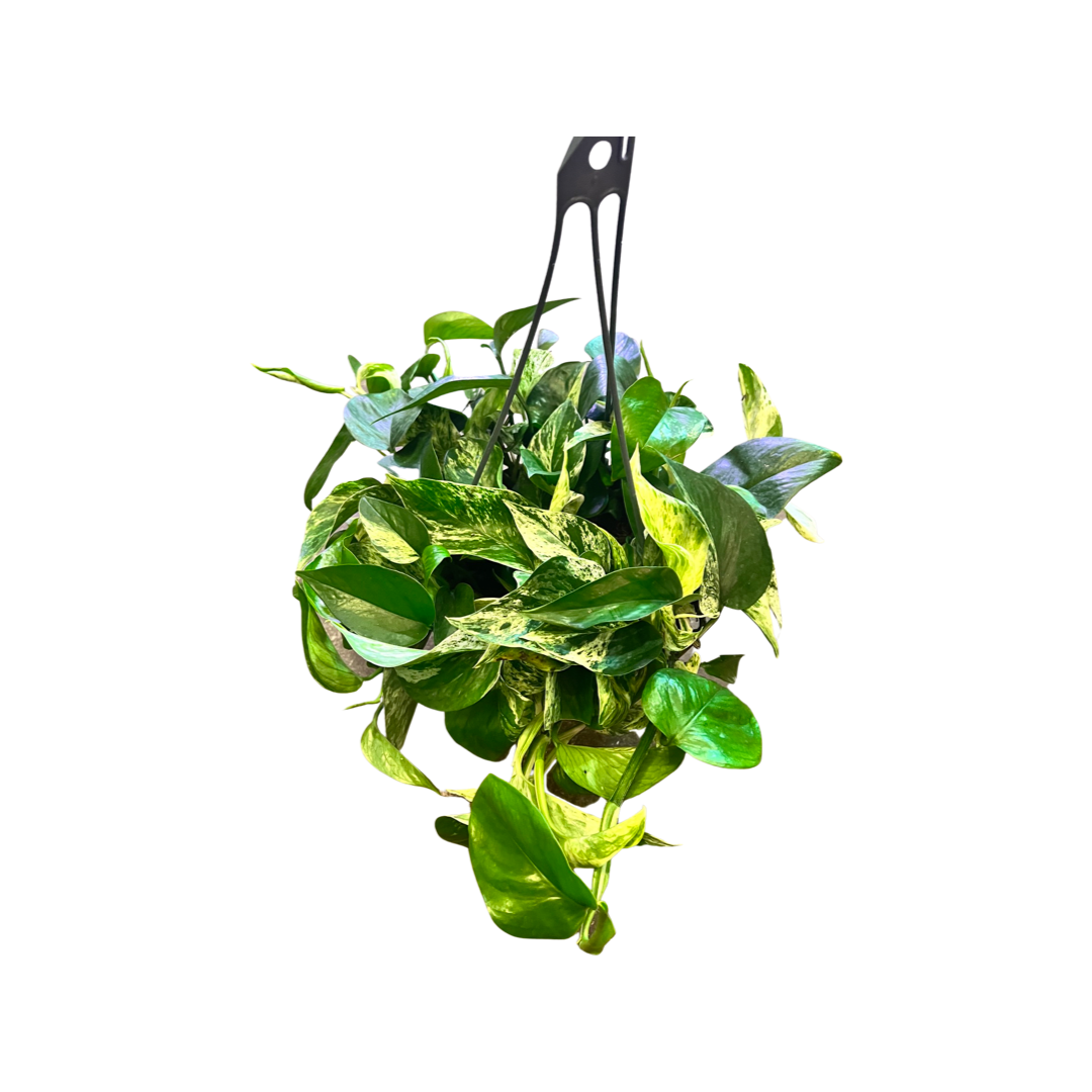 Pothos | Marble Queen