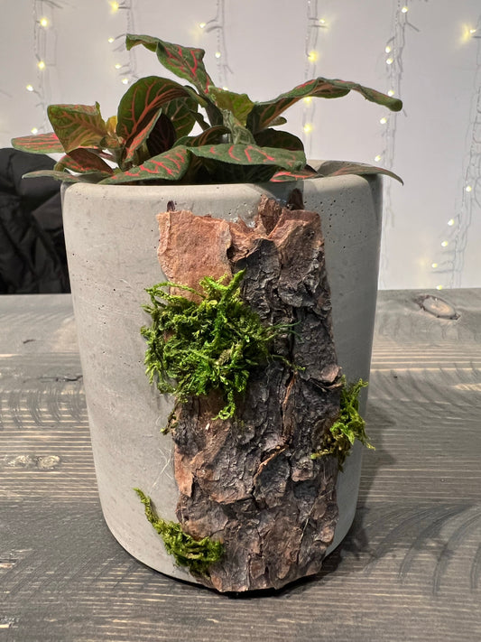 The Rockies Concrete Planter | Plant Er' Here